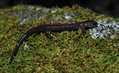 Plethodon serratus