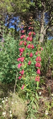 Penstemon roseus