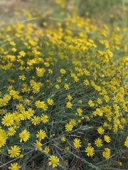 Senecio inaequidens