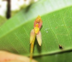 Maxillaria hagsateriana