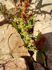 Rumex fueginus