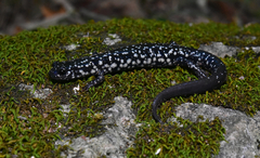 Plethodon albagula