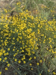 Senecio inaequidens