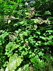 Arctium tomentosum