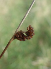 Juncus distegus
