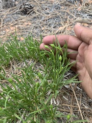 Stenotus armerioides