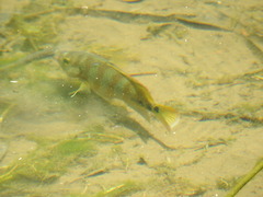 Mayaheros urophthalmus