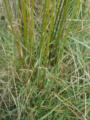 Juncus distegus