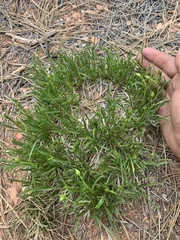 Stenotus armerioides