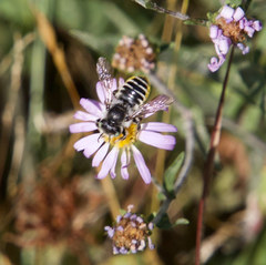 Megachiloides