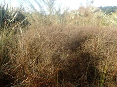 Coprosma elatirioides