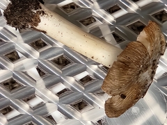 Pseudosperma curreyi