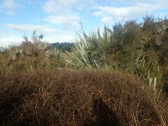 Coprosma elatirioides