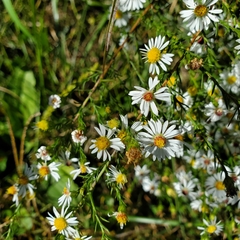 Symphyotrichum pilosum