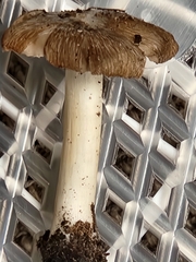 Pseudosperma curreyi