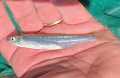 Notropis atherinoides