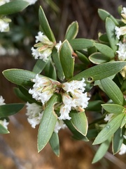 Leucopogon