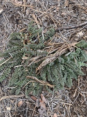 Pedicularis centranthera