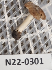 Pseudosperma curreyi