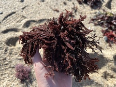 Neoptilota densa