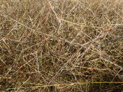 Coprosma elatirioides