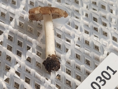 Pseudosperma curreyi