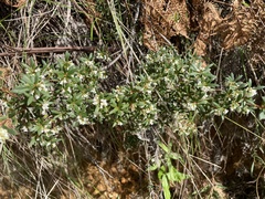 Leucopogon