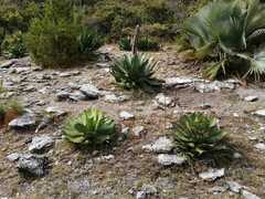 Agave cupreata
