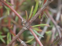 Coprosma elatirioides
