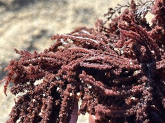 Neoptilota densa
