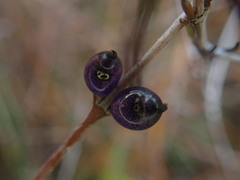 Coprosma elatirioides