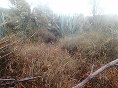 Coprosma elatirioides