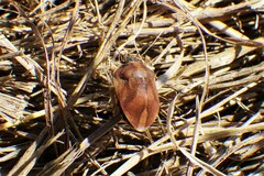 Homaemus aeneifrons