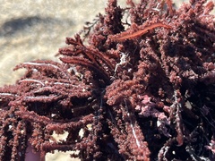 Neoptilota densa