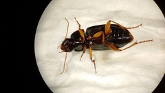 Harpalus pensylvanicus