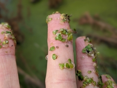 Lemna turionifera