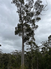 Eucalyptus diversicolor