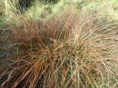 Carex tenuiculmis