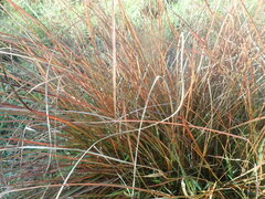 Carex tenuiculmis