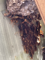 Polistes jokahamae