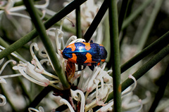 Castiarina grata
