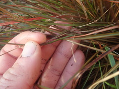 Carex tenuiculmis