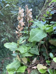 Goodyera foliosa