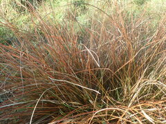 Carex tenuiculmis