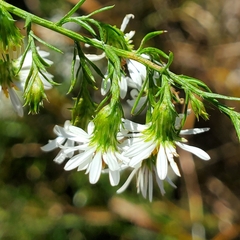 Symphyotrichum pilosum