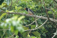Urocissa erythroryncha