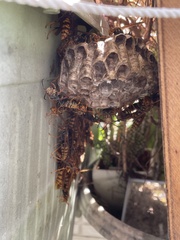 Polistes jokahamae