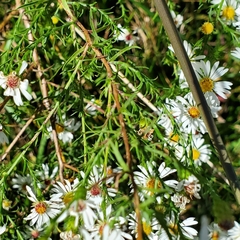 Symphyotrichum pilosum