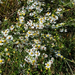 Symphyotrichum pilosum