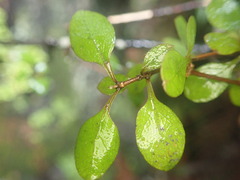 Coprosma rubra